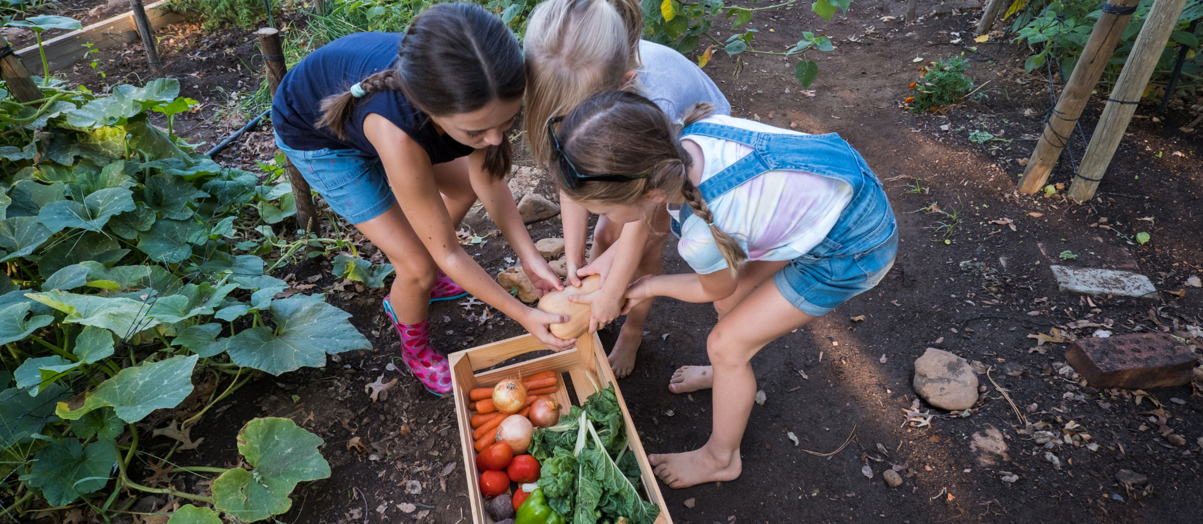 Three children in a vegetable garden, harvesting vegetables and placing them in a wooden box