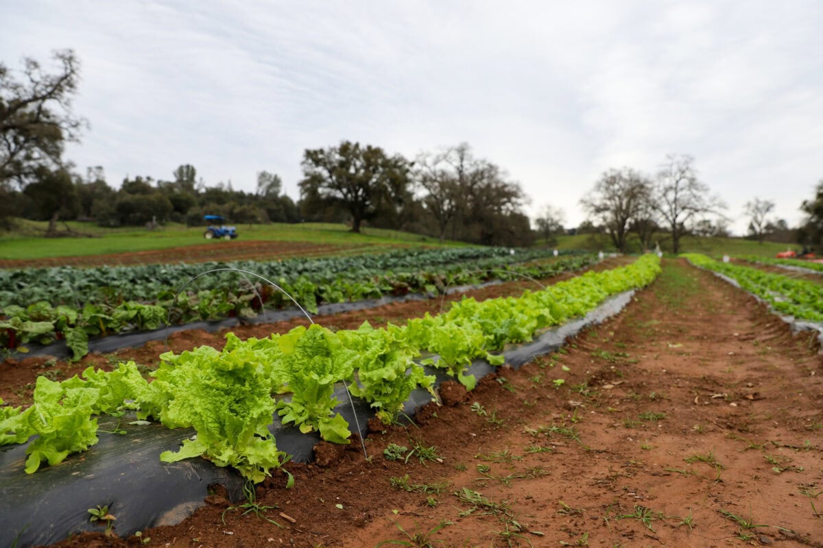 school-nutrition-magazine-26-sept-oct-harvest-highlights